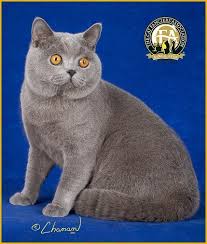 Gc Nw Chelsea Rose Higgins Blue Male British Shorthair 15th Best Cat In North America Japan Europe British Shorthair Cats Wild Cats British Shorthair