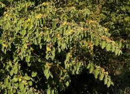 Image result for Grewia olukondae