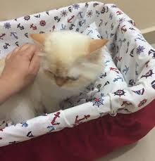 Kirik Camasir Selesinden Kedi Yatagi Kendin Yap Diy Kedi Yatagi Kedi