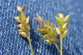 Image result for Sacciolepis indica