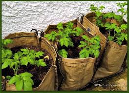 You can place the seed potatoes in a small box or on newspaper and. How To Grow Potatoes From Eye To Harvest It S So Easy