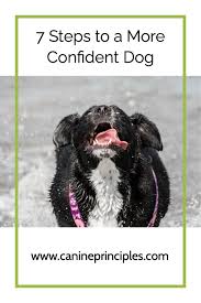 We did not find results for: 7 Steps To A More Confident Dog In 2021 Canine Care Dog Wellness Dogs