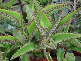 Kalanchoe Beneficios Y Propiedades De Esta Planta Medicinal Kalanchoe Daigremontiana Planta De Hierbas Y Cactus Y Suculentas