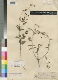 Image result for Sphedamnocarpus pruriens