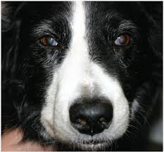 Read more about this symptom and its causes. Diagnosis Of Horner S Syndrome In Dogs And Cats Penderis 2015 In Practice Wiley Online Library
