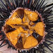 Landak — landak, fürstentum und distrikt in der niederländ. Jom Ke Sabah Omg Sea Urchin A K A Landak Laut Hw Facebook