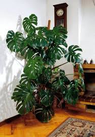 Monstera Szukaj W Google Plants Plant Leaves House Plants