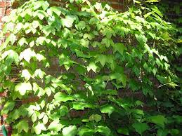 Check spelling or type a new query. Parthenocissus Tricuspidata Wikipedia