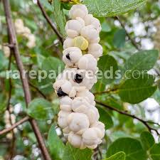 Image result for Coccoloba