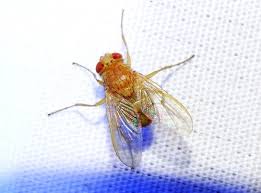 Image result for Searsia ochracea