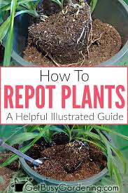 How To Repot Plants A Helpful Illustrated Guide Repotting Plants Plants Transplanting Plants