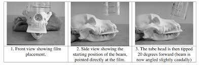 Simplified Positioning For Dental Radiology Dentalaire