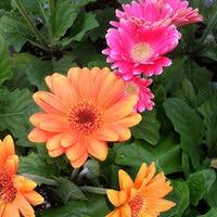 We create wonderful handcrafted floral arrangements that are great for any reason, so take a look at our floral bouquets and choose the one they're sure to love! Jewel Osco Garden Center 5 Tips