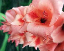 42 Flowers You Can Eat And How You Can Eat Them Gladiolus Flower Gladiolus Flower Pictures Gladiolus