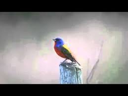 Canario Mariposa Youtube