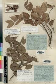 Image result for Landolphia camptoloba