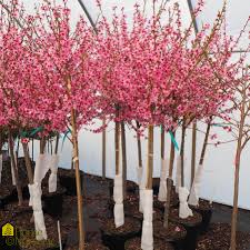 Image result for Prunus persica