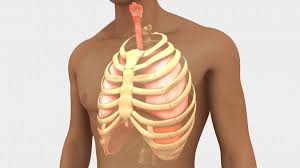 It is related to the costal pleura, which separates it from the ribs and innermost intercostal muscles. Rib Cage Pictures Images Stock Photos Depositphotos