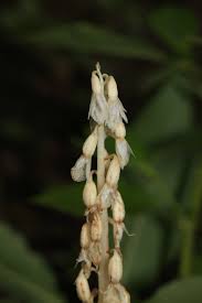 Image result for Epipogium roseum