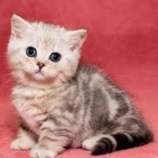 However, we sometimes offer kittens that are not litter box trained. Female Munchkin Kittens Online Shop