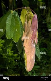 Image result for Saraca