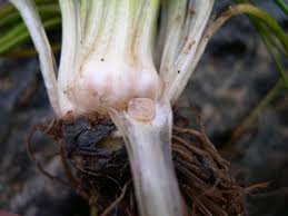 Image result for Isoetes welwitschii