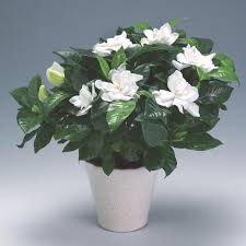Gardenia Indoors Gardenia Jasminoides My Garden Life Plants Vegetable Garden Design Amazing Gardens