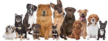 Shop for all of your pet needs at chewy's online pet store. Pet Care Plus Home Facebook