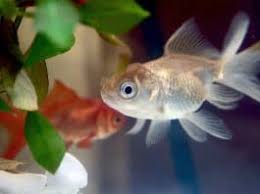 Esiste un ulteriore modo per riprodurre i pesci rossi e cioè quello artificiale effettuato da professionisti: Riproduzione Pesci Rossi In Acquario Acquariofilia Facile