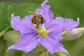 Image result for Melhania forbesii