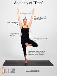 Simple Yet Beautiful Vrksasana Or Tree Is One Of Our Favorite Standing Postures When A Teacher Invites You To Ta Yoga Anatomy Yoga Techniques Yoga Benefits