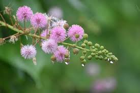 Image result for Mimosa pigra