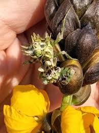 Image result for Actinanthella