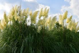 Homeadvisor's sod cost guide gives average and wholesale grass prices per pallet, square foot, roll, yard, acre or geographic area for your lawn. 5 Tall Grass Varieties Kellogg Garden Organics
