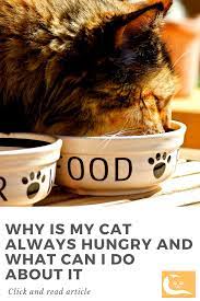 Why Is My Cat Always Hungry Always Hungry Hungry Healthy Cat