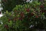 Image result for Terminalia sericea ×  trichopoda