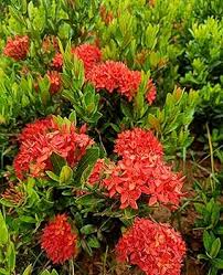 Image result for Ixora nana