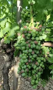 Image result for Metasphaeria diplodiella