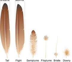 feathers ask a biologist