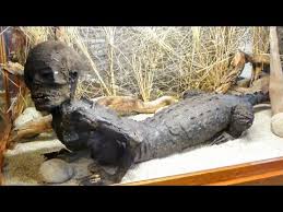Maybe you would like to learn more about one of these? Jake The Alligator Man At Marsh S Free Museum In Long Beach Washington Cameron Mckirdy