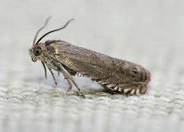 Image result for Cydia microgrammana