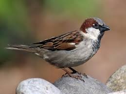 Birds Chirping In The Morning Spiritual Meaning House Sparrow Identification All About Birds Cornell Lab Of Ornithology In 2020 House Sparrow Sparrow Backyard Birds