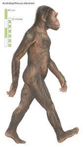 Australopithecus afarensis the species a. Australopithecus Characteristics Facts Britannica