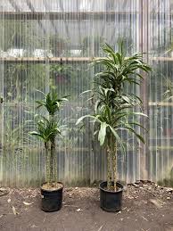Image result for Warneckea parvifolia