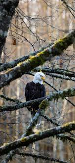 We have a massive amount of hd images that will make your computer or smartphone look absolutely. 3wallpapers For Iphone On Twitter Iphone Wallpaper Eagle Eagle Download In Hd Https T Co Uw0wmwyzke