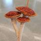 Mushroom Ornament (adults and teens age 16+) event image