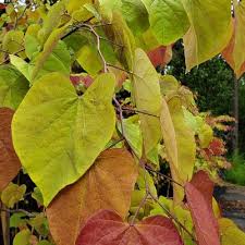 From a wide, spreading shrub c. Taylor S Nursery