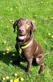 I would like to look for a puppy chocolate i have had a chocolate lab for over 9 years now.they are absolutely great to have around kids and. Chocolate Lab Weimaraner Mix Labmaraner Puppy Labrador Breed Dogs Dog Photography