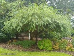 Image result for Bauhinia bowkeri