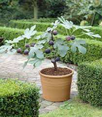 Feigenbaum Uberwintern Tipps Fur Topf Und Garten Pflanzen Kubelpflanzen Feigenbaum